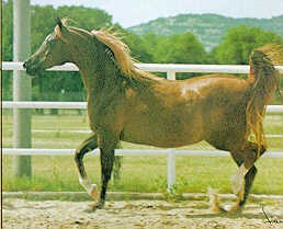 Bint_romanaa.jpg - 14327 Bytes