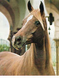 Bint_romanaa4.jpg - 11793 Bytes