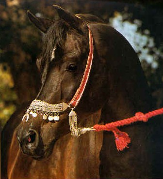 Ibn_Hafiza.jpg - 32775 Bytes