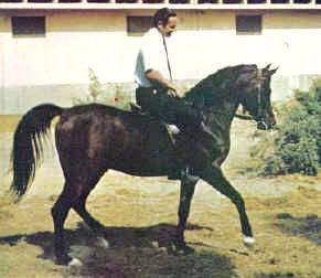 Ibn_Hafiza6.jpg - 15569 Bytes