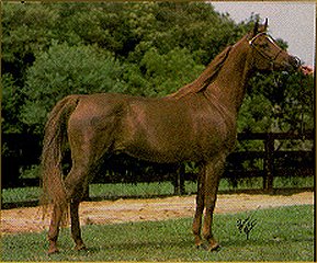 Maagida2b.jpg - 29340 Bytes