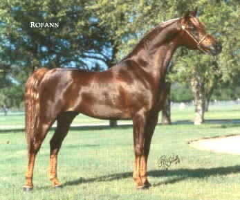 Rofann_edited.jpg - 20946 Bytes