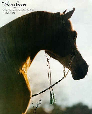 Soufian2.jpg - 18862 Bytes