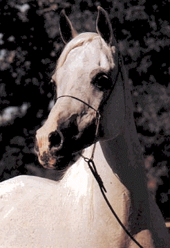 bint_magidaa1b.gif - 47444 Bytes