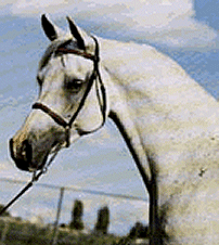 bint_magidaa21b.gif - 40177 Bytes