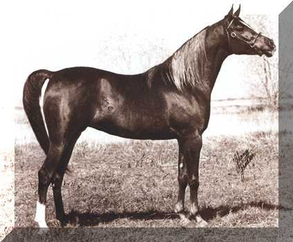 romanaaii1.jpg - 29947 Bytes