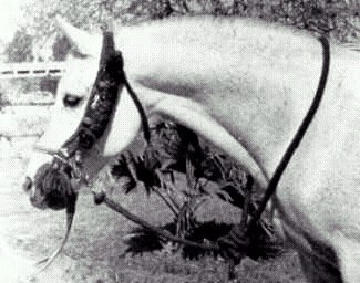 sameh.jpg - 26706 Bytes